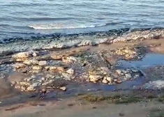 VIDEO: Mahačkalā agresīvs klaiņojošu suņu bars uzbrūk bērnam, zēns gūst patvērumu jūrā