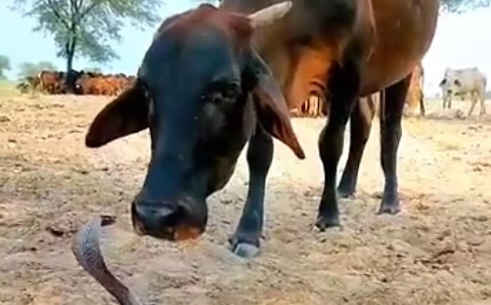 VIDEO: govs un karaliskā kobra — neparastā draudzība