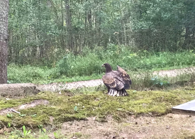 Īpašā glābšanas operācijā Rēzeknes pusē izglābj savainotu ērgli