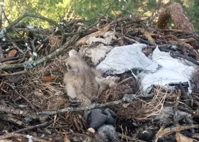 Simtgades notikums: Jelgavas pusē atrod super retu putnu