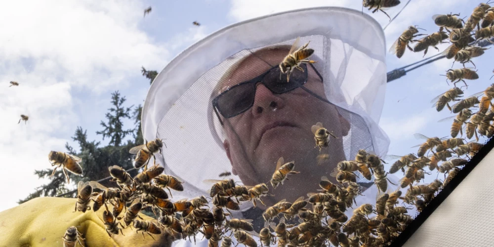 Kanādā, apgāžoties automašīnai, uz ceļa braucamās daļas nokļūst miljoniem bišu
