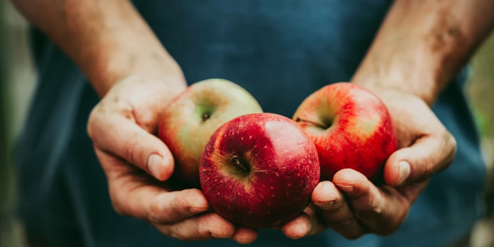 11 pieņēmumi par āboliem, kam esam ticējuši, bet kas ne vienmēr ir patiesi