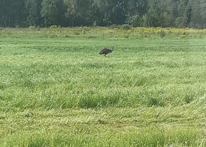 Cēsu novadā dzīvojas brīvsolī izsprucis strausa radinieks emu