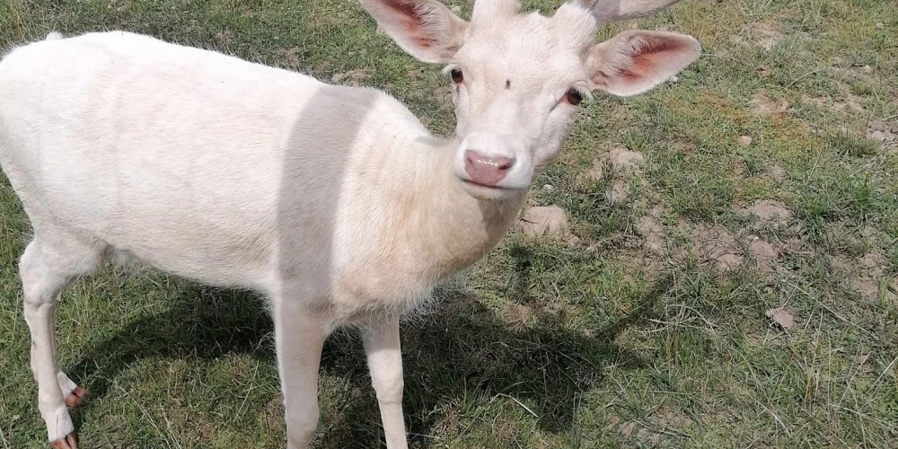 Aglonas briežu dārza briedis.