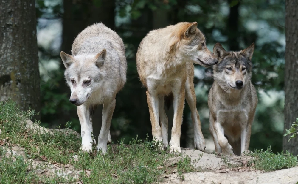 The EC Takes Action to Address the Growing Threat of Wolf Packs in Europe