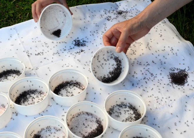 Populārā Eiropas brīvdienu galamērķī nāvējošu moskītu uzliesmojums