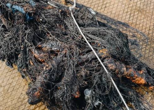 Брошенные сети-призраки продолжают губить рыбу на дне Балтийского моря