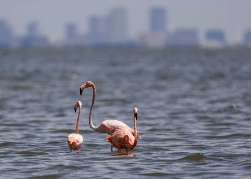 "Vējiem līdzi" — gandrīz izzudušie flamingo pēkšņi parādās viscaur ASV