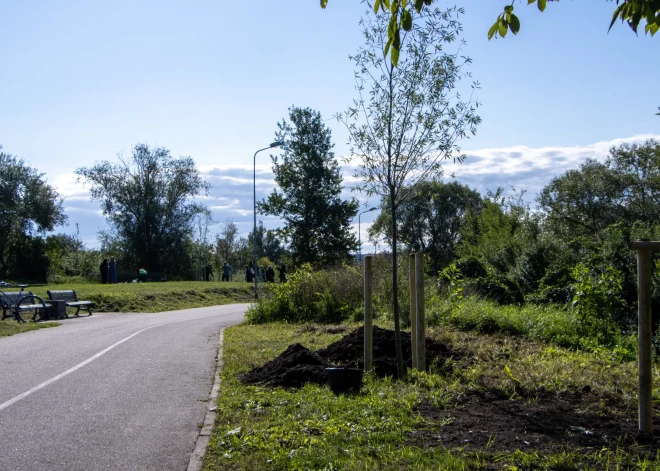 Pabeigta Dziesmu un deju svētku vītolu pārstādīšana Ķengaraga promenādē