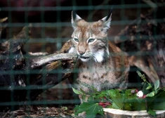 Rīgas Zoodārza lūsēnus nosauc par Rūdi un Rasu