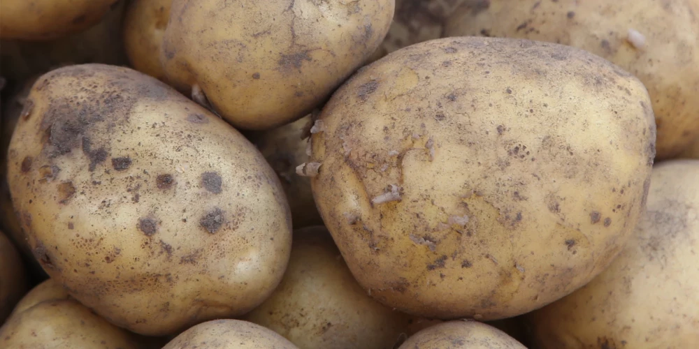 Vai kartupeļu audzēšana Latvijā ir apdraudēta? Augu aizsardzības dienests pastāsta to, kas jāzina visiem bez izņēmuma
