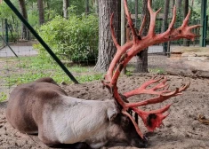 Zoodārza brieža Elmo ragi piedzīvo pārsteidzošas pārmaiņas