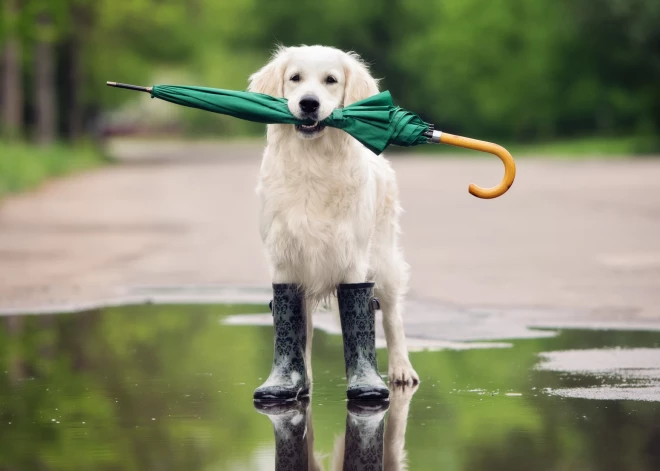 Минувшее лето было слишком теплым и влажным