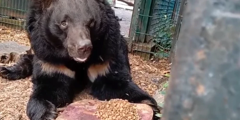 Karā savainoto Ukrainas lāci Jampilu adoptēs Skotijas zooloģiskais dārzs