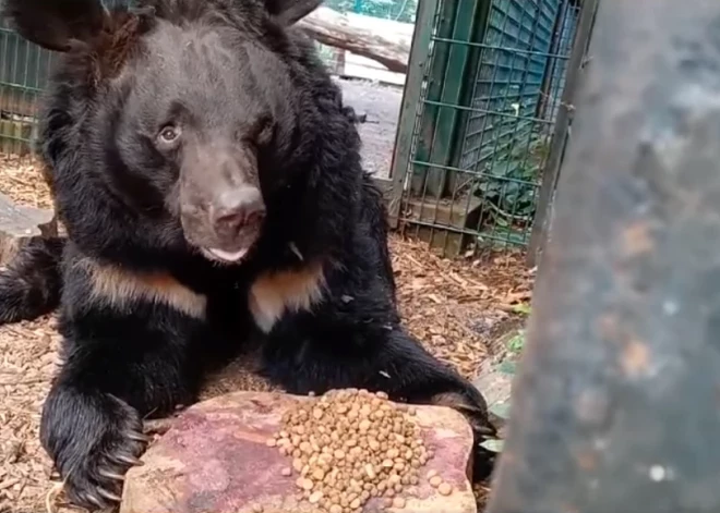 Karā savainoto Ukrainas lāci Jampilu adoptēs Skotijas zooloģiskais dārzs