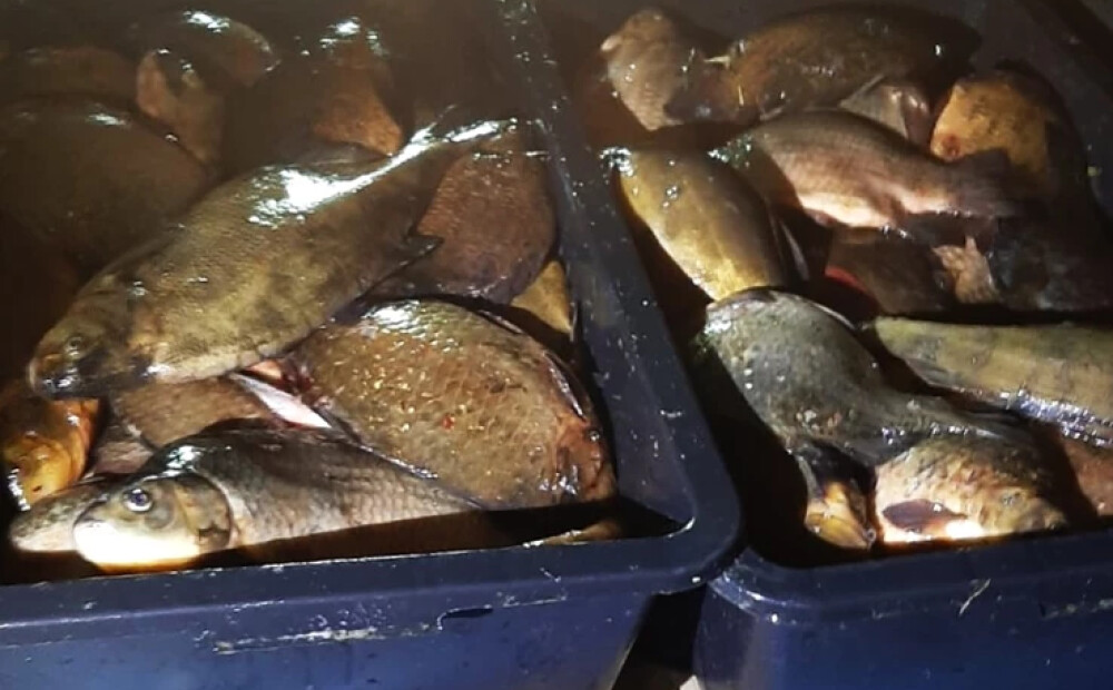 Maluzvejnieku Babītes ezerā pieķer jau trešo reizi! Šoreiz ar 900 metriem tīklu un gandrīz 100 kilogramiem zivju