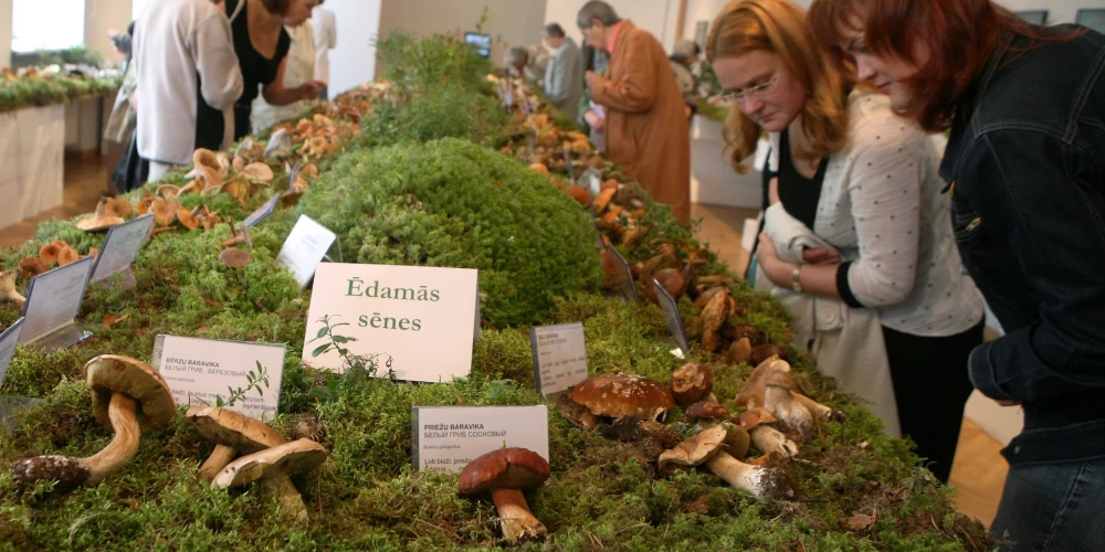В Музее природы откроется выставка грибов - можно приходить со своими