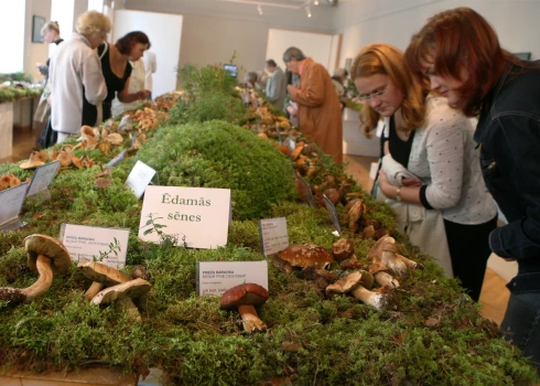 В Музее природы откроется выставка грибов - можно приходить со своими