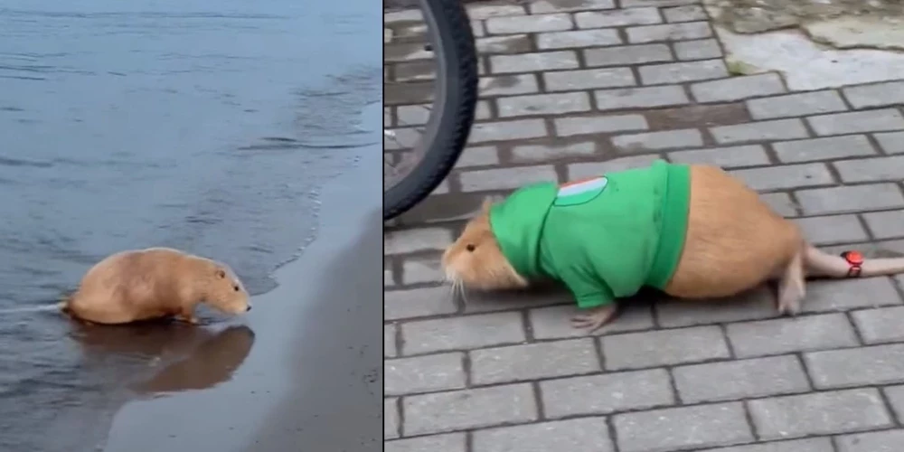 Домашняя нутрия Харли во время купания и на прогулке.