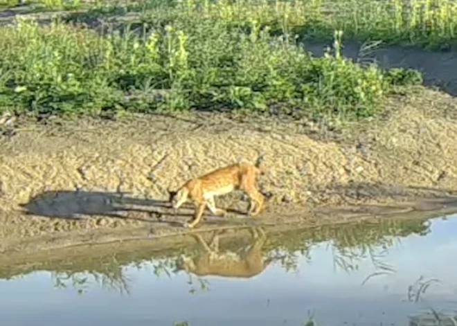 VIDEO: Kangara pļavās fiksēts izslāpis meža plēsējs