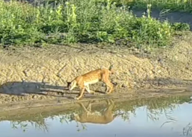 В Кангари замечен лесной хищник, который вышел на берег попить