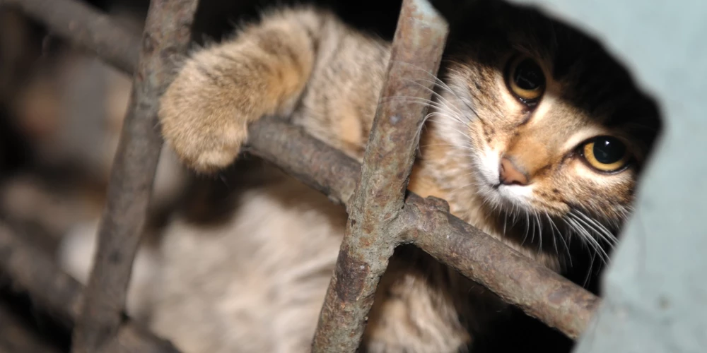 Dzīvnieku aizstāvji pie Saeimas protestēs pret likuma grozījumiem, kas būtiski apgrūtina dzīvnieku glābšanu