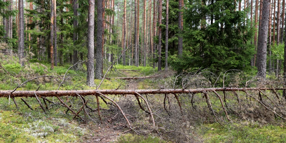 Tīši bojātu trepju dēļ uz laiku slēdz pastaigu taku Gaujas Nacionālajā parkā