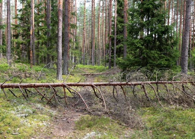 Tīši bojātu trepju dēļ uz laiku slēdz pastaigu taku Gaujas Nacionālajā parkā