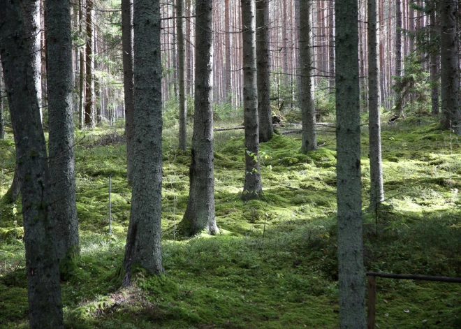 Piektdien Latvijā gaidāmi siltuma rekordi, sestdien - stiprs lietus