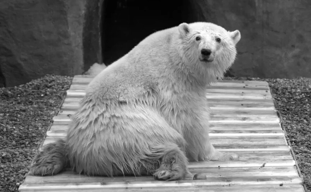 Aizsaulē aizgājis invalīds polārlācis, kas nezaudēja dzīvesprieku Maskavas zoodārzā