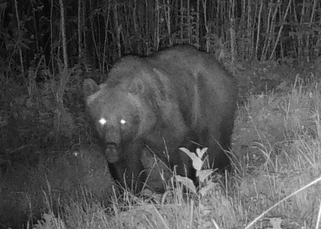 FOTO: kādus savvaļas zvērus "noķērušas" novērošanas kameras "Rīgas mežu" teritorijā?