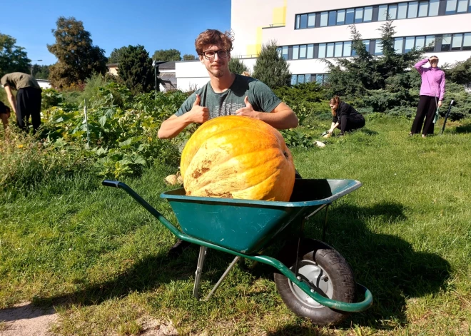 Kā tādu var izaudzēt?! Topošie dārzkopības tehniķi Jūrmalā palepojas ar iespaidīgu ražu