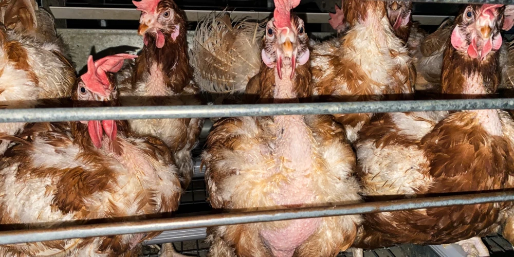 Slepeni uzņemti kadri atklāj nežēlību Igaunijas vistu fermās.