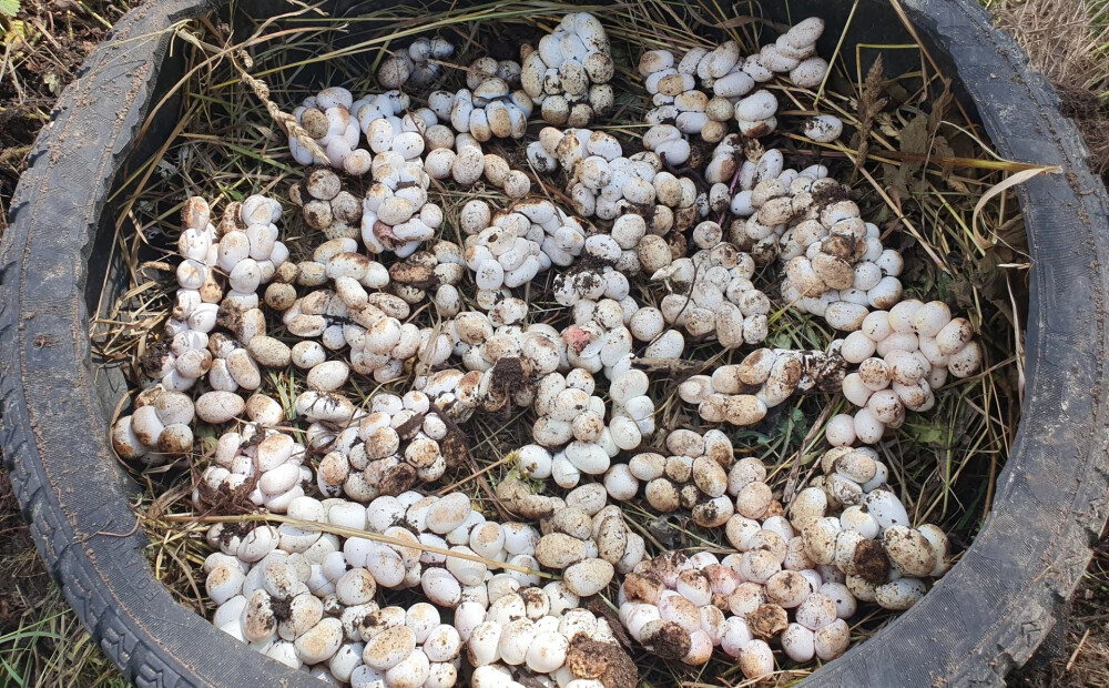Zalkšu mamma Augšdaugavas novadā izdēj olas kādas sievietes komposta kaudzē. Tagad viņas sēta čum un mudž no čūskulēniem