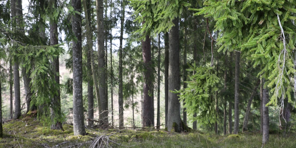 Soctīklos izplatās satraucošs video, kurā plēsējs seko cilvēkam. Vai tiešām ko tādu var piedzīvot Latvijas mežos?