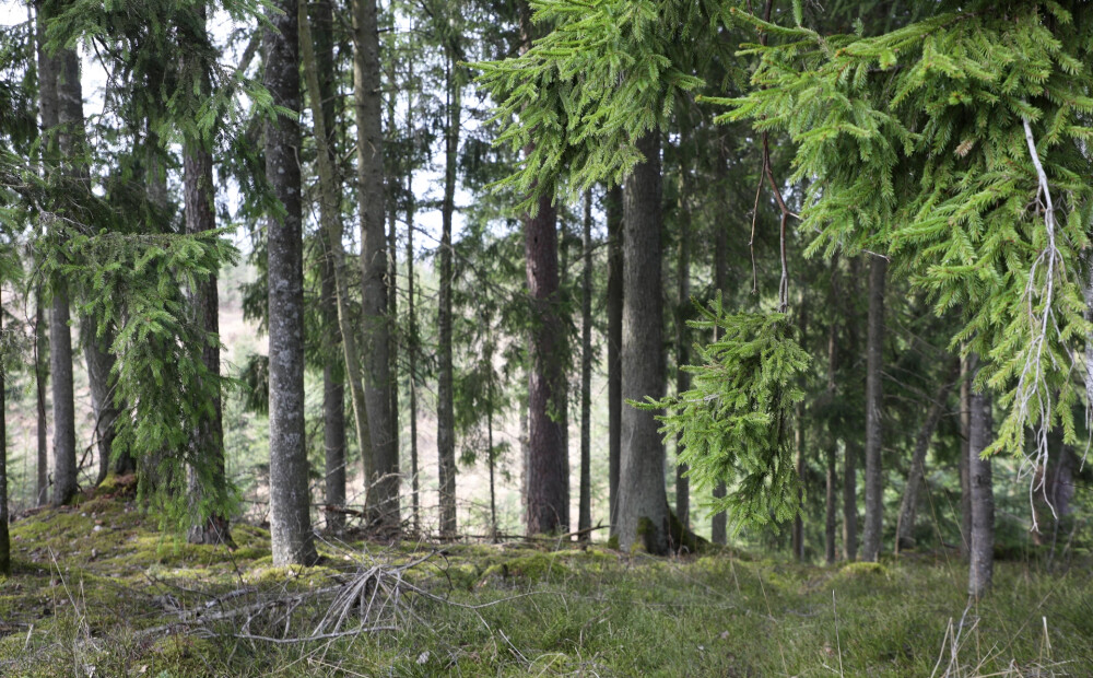 Soctīklos izplatās satraucošs video, kurā plēsējs seko cilvēkam. Vai tiešām ko tādu var piedzīvot Latvijas mežos?
