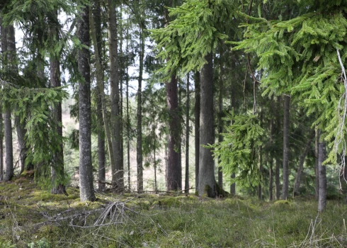 Soctīklos izplatās satraucošs video, kurā plēsējs seko cilvēkam. Vai tiešām ko tādu var piedzīvot Latvijas mežos?