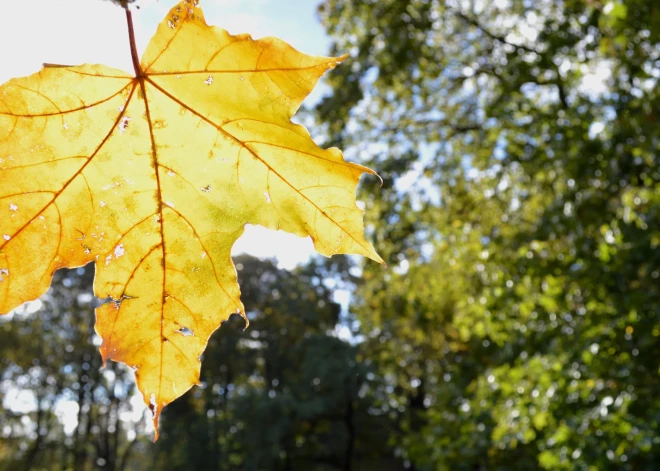 Jaunākā prognoze: septembra izskaņā bieži spīdēs saule un gaiss no jauna kļūs siltāks