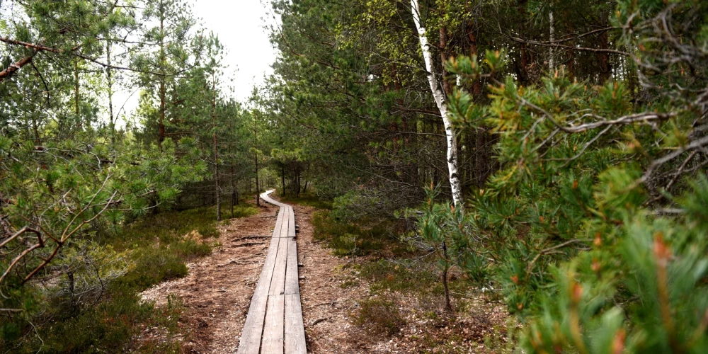 "Rīgas meži" atjaunojuši Cenas tīreļa purva laipu
