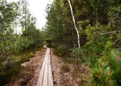 "Rīgas meži" atjaunojuši Cenas tīreļa purva laipu
