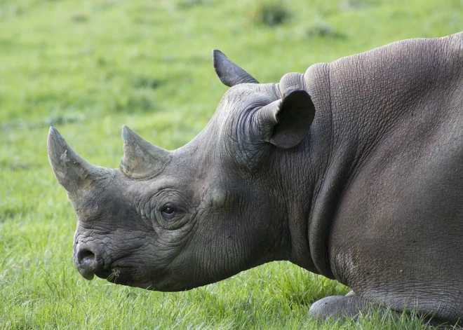 Tallinas Zooloģiskajā dārzā iemidzina tā pēdējo degunradzi