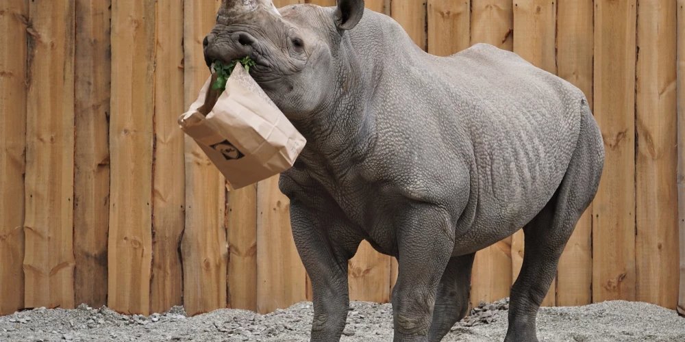 Таллиннский зоопарк усыпил последнего носорога