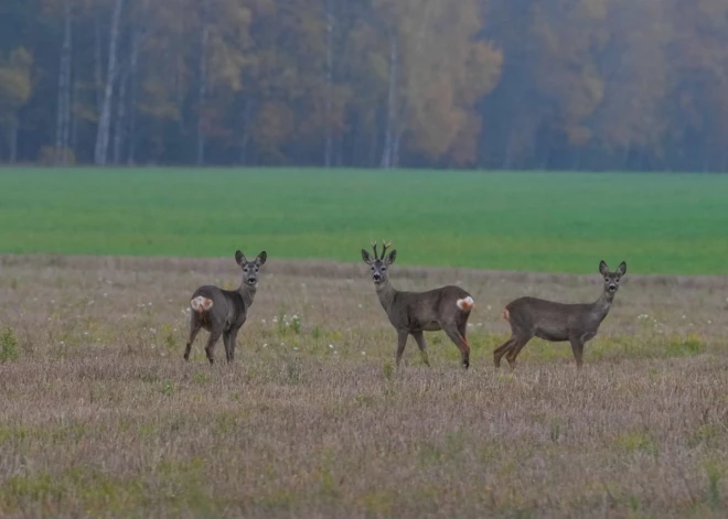 Septembra pēdējā nedēļa Latvijā sāksies ar drēgnu laiku