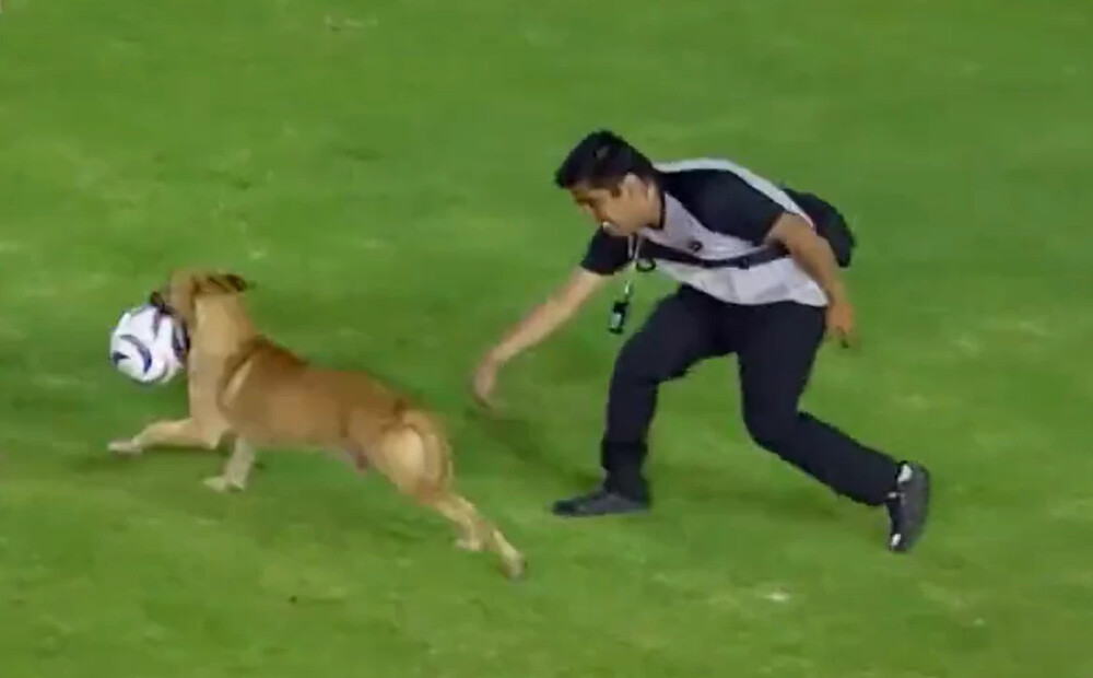 Suns futbolistiem atņem bumbu un sarūpē skatītājiem jautrību