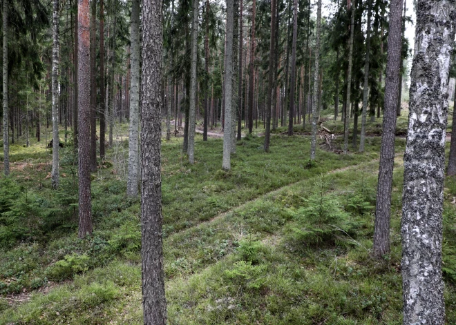 Meža pastaigas laikā Vidzemē sievietei ar suni seko līdzi vilks