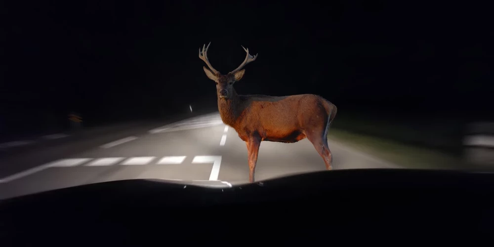 С 2018 года средняя компенсация, выплачиваемая за столкновение с лесным животным, выросла на 70% из-за инфляции и превышает 2500 евро.