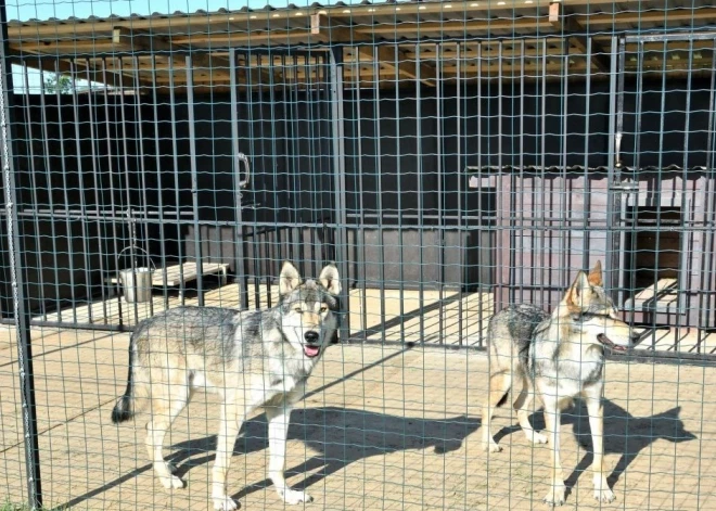 Starp Augšdaugavas novada Demenes pagasta mierīgajām ainavām dzeltenais ceļa rādītājs, uz kura tumši brūniem burtiem rakstīts “Raptors Park”, kas tulkojumā nozīmē “plēsēju parks”, izskatās ja ne draudīgi, tad vismaz satraucoši. 