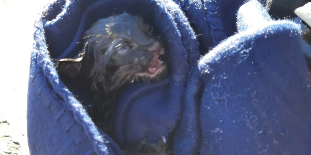 Спасенный пожарными котенок!