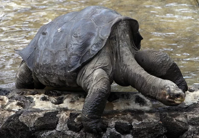 Vientuļais Džordžs, pēdējais milzu sauszemes bruņurupucis no sugas Geochelone abigdoni, redzams Galapagu Nacionālajā parkā Santa Krūza salā 2009. gadā.