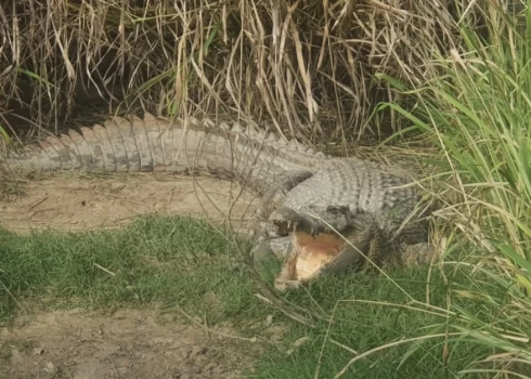 Kāda ir Austrālijas krokodilu neparastā "viagra"? Tā ir saistīta ar armiju